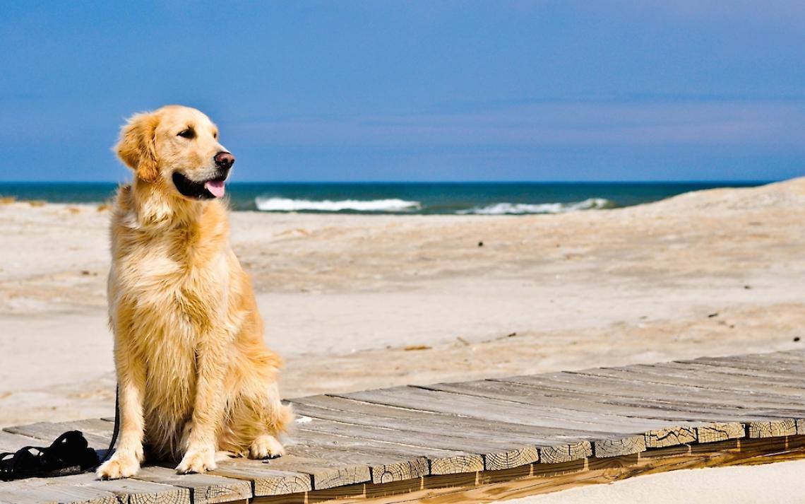 ROMA. Spiagge off-limits per fido solo se esposti divieti