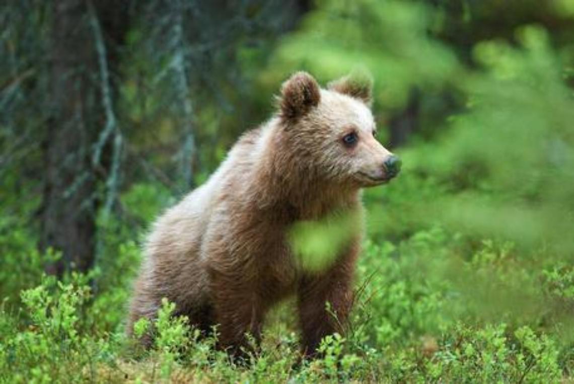 CREVOLADOSSOLA. Animali: orso tra le case in paese dell'Ossola