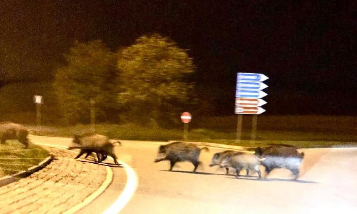 COLLERETTO. Una famiglia di cinghiali lungo le strade