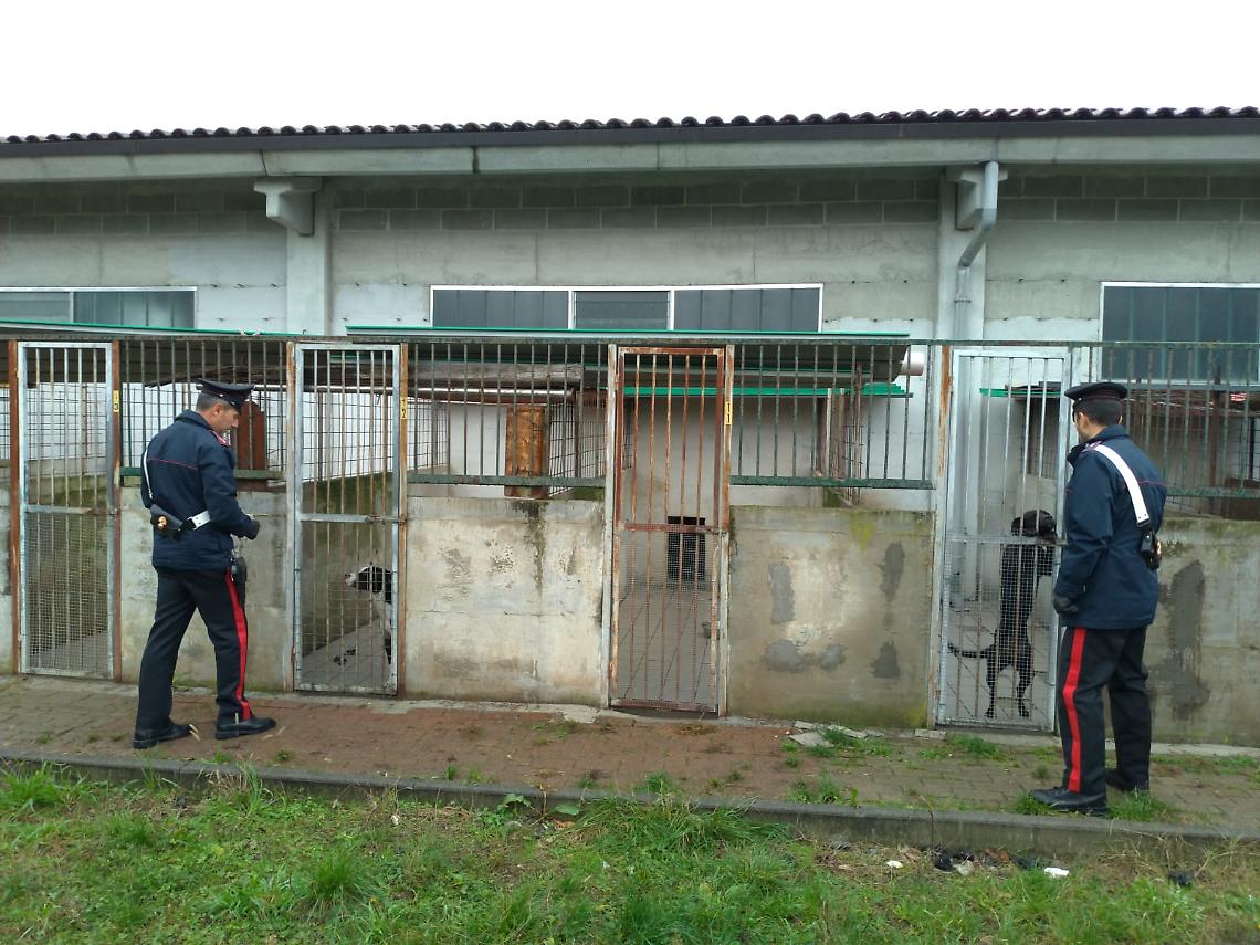 MATHI. . Oltre 30 cani rinchiusi in locali fatiscenti, tra escrementi e rifiuti