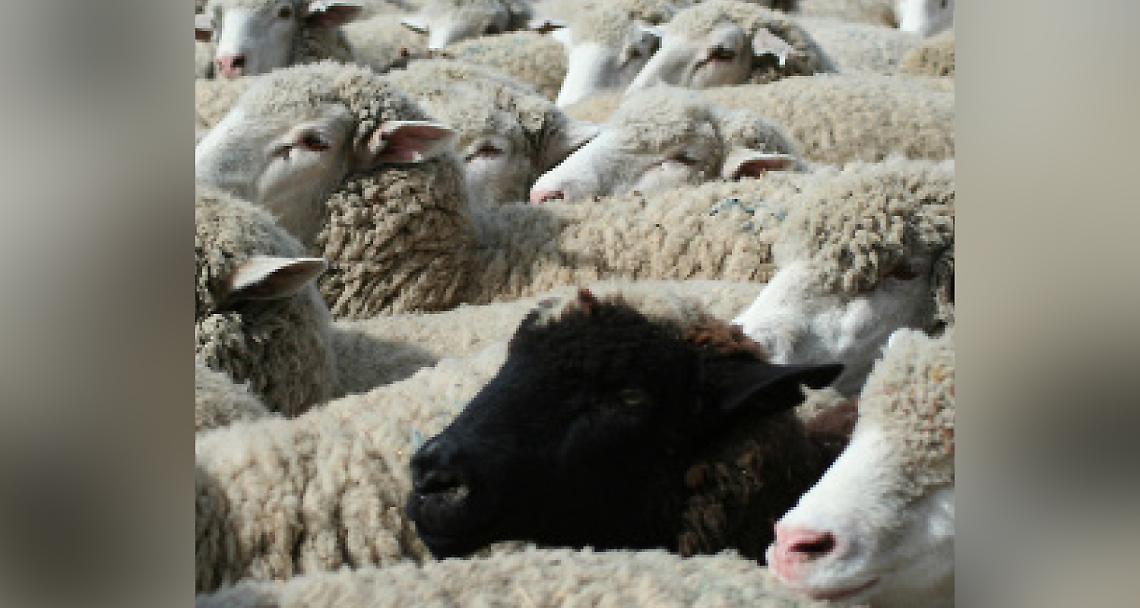 Coronavirus. L’immunità di gregge solo nell’agosto 2023
