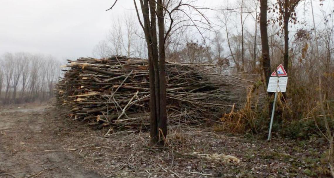 PAVONE. Taglio alberi, per il sindaco è tutto regolare