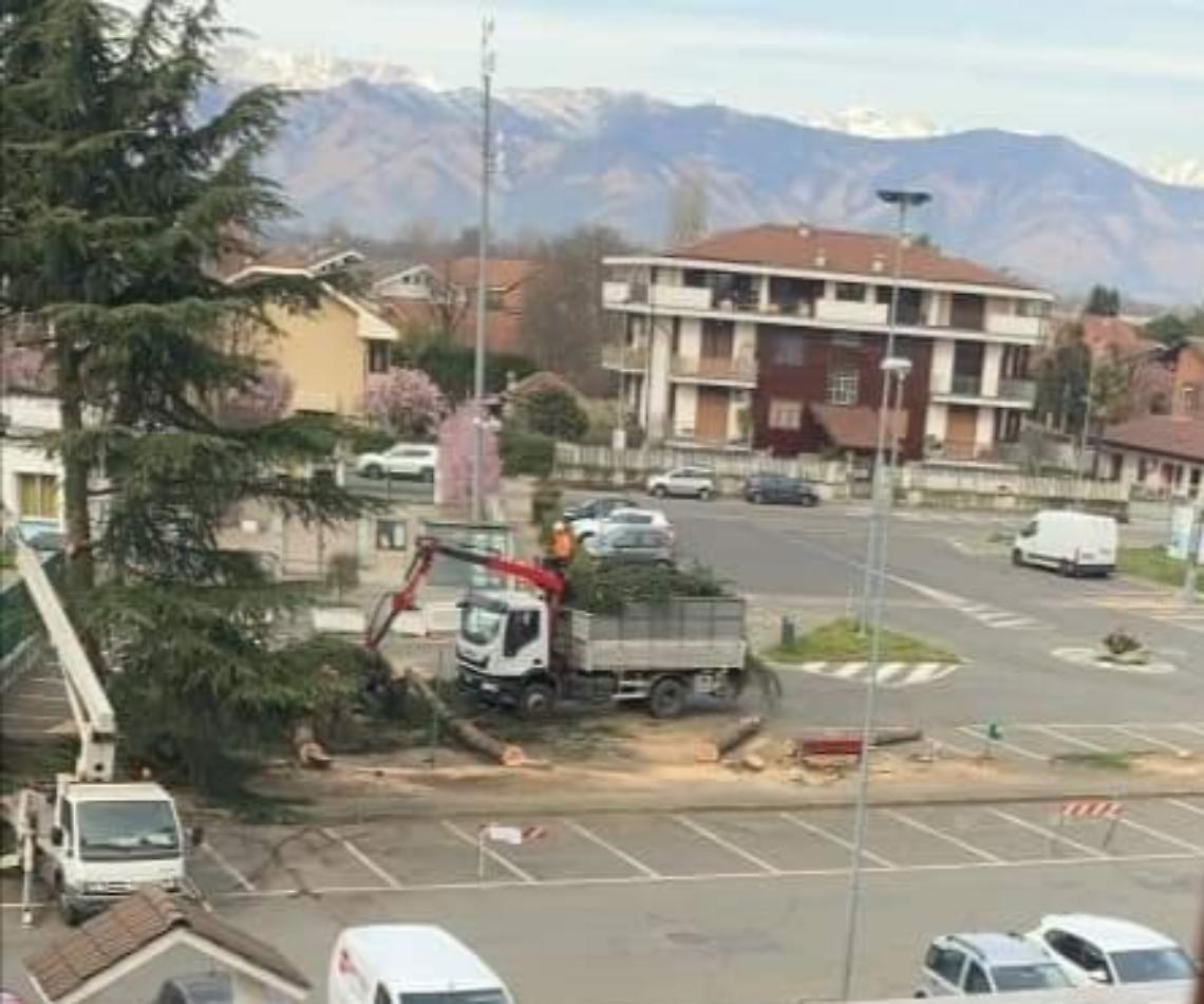 BORGARO. Cescon: “I pini di piazza Donatore erano pericolosi”