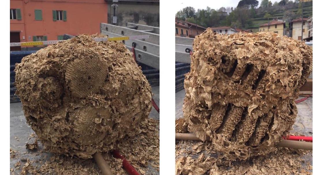 BOLLENGO. Nido di calabroni da record nel campanile della chiesa