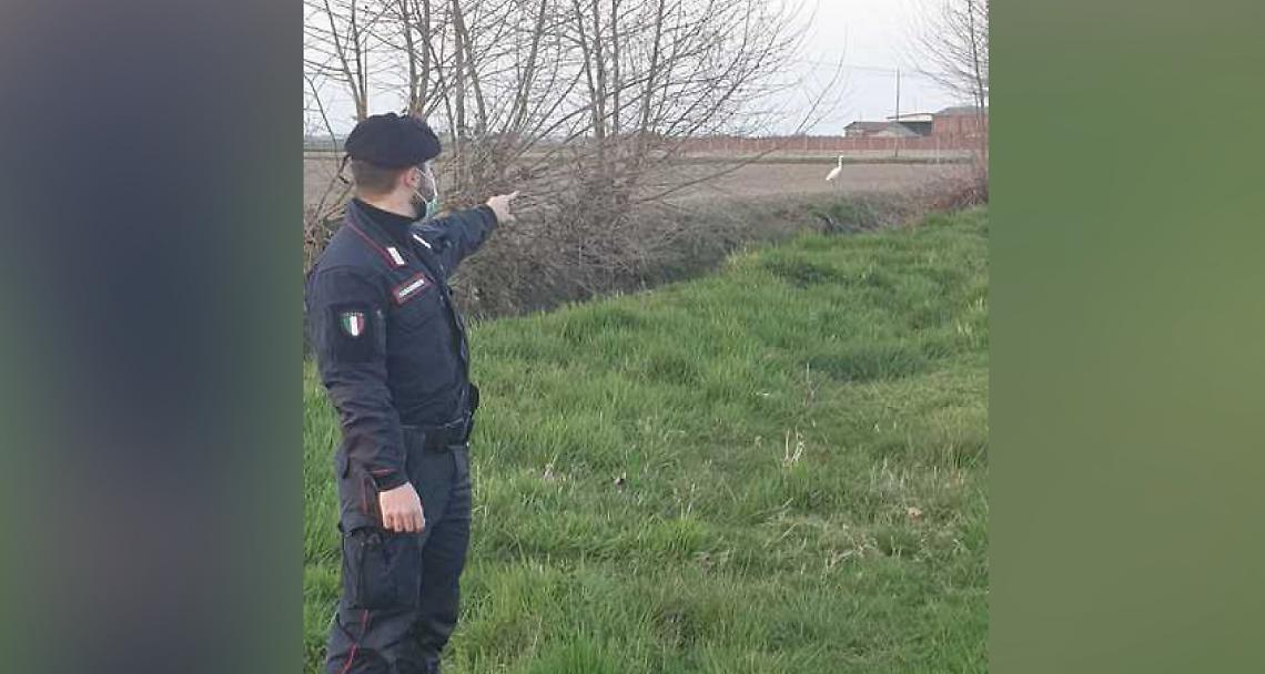 CRESCENTINO. I carabinieri fermano un uomo con un involucro sospetto. Era un airone bianco che, catturato, cercava di liberarsi