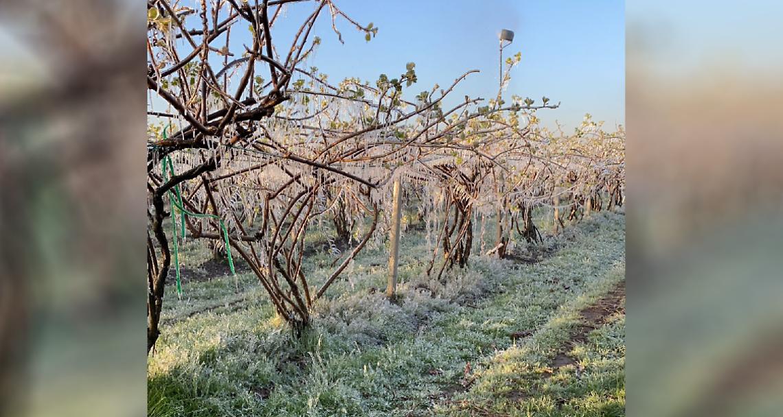 BORGO D'ALE. Gelo improvviso nella notte tra il 7 e l’8 aprile: ingenti danni alle coltivazioni di pesche e kiwi
