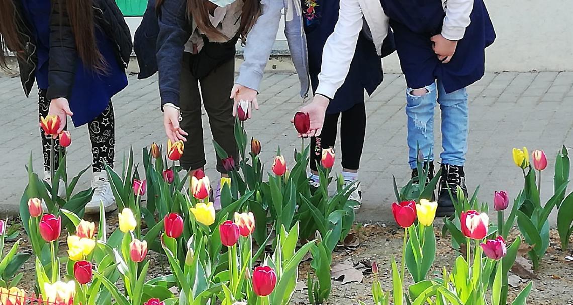 SETTIMO. Tulipani, narcisi  e erbe aromatiche  alla Roncalli  per il rientro in classe dopo la DAD