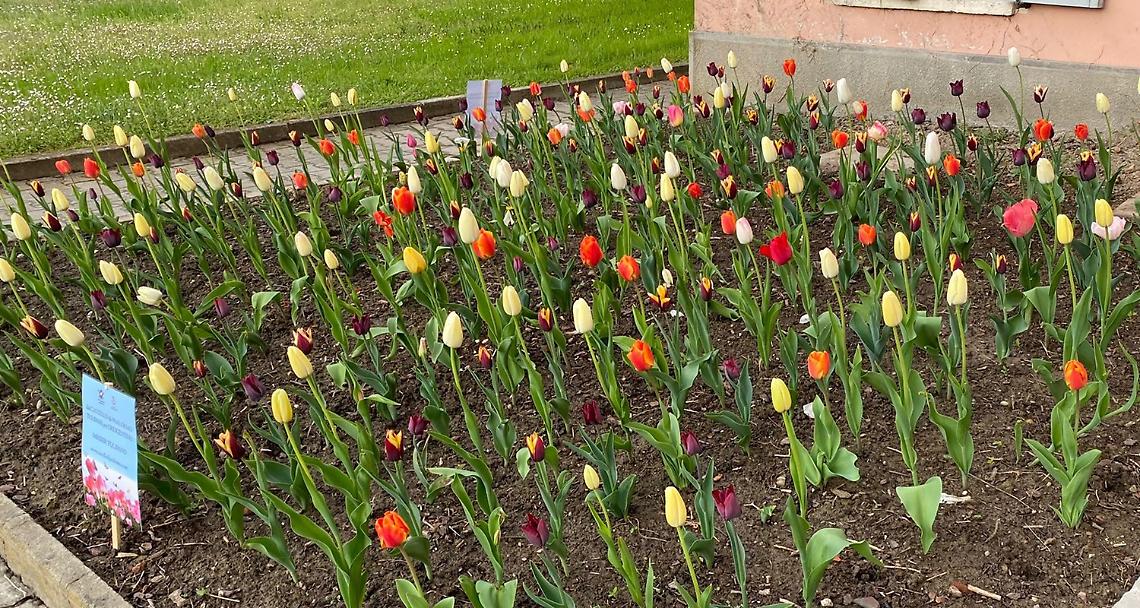 CRESCENTINO. I tulipani del Castello di Pralormo sono fioriti al Parco Tournon