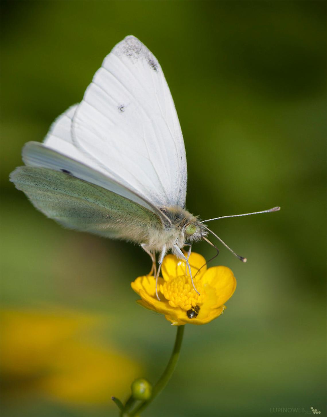 Chiedo venia ma non mi inzacchero con pensieri ed azioni venali!