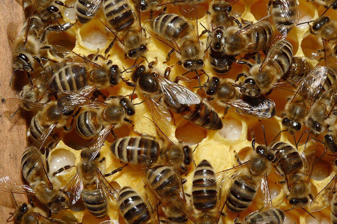 CIGLIANO. «Salvaguardiamo gli impollinatori»