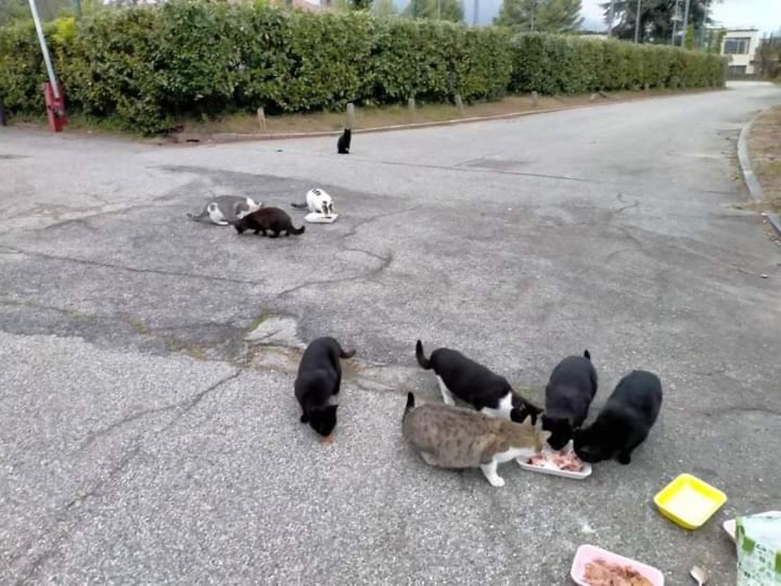 IVREA. Lasciate sole ad accudire due colonie feline.  “I gatti mangiano tutti i giorni!”.