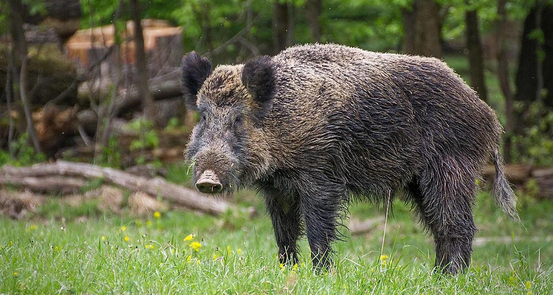 ROCCA-BARBANIA. Danni dai cinghiali, la Regione incontra gli agricoltori