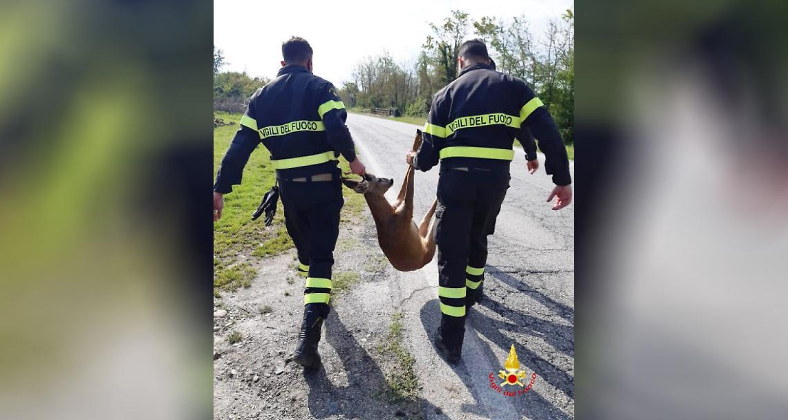 SALUGGIA. Due caprioli cadono nel canale Farini: vengono ripescati dai Vigili del Fuoco