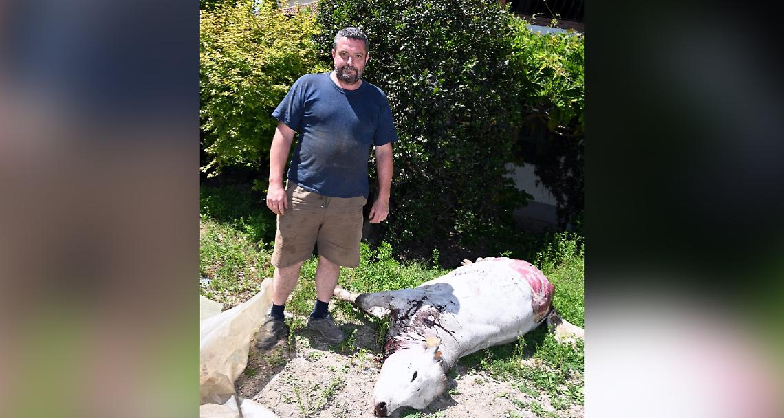 SETTIMO TORINESE. Vitella sgozzata nella notte  per poter rubare la sua carne (VIDEO)