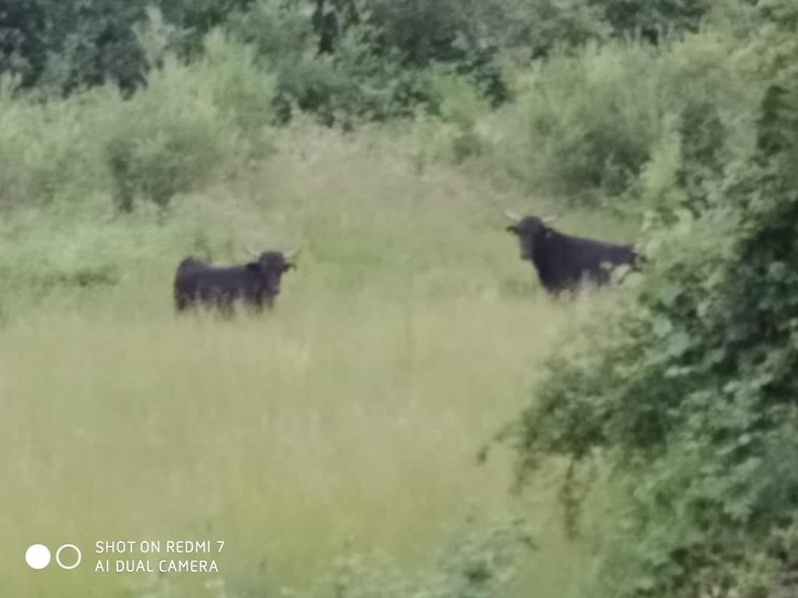 FIANO. Due tori della Camargue in fuga beccati da una signora, che li ha fotografati