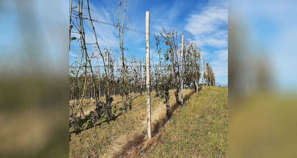 VERCELLI. La grandine devasta i vigneti della docg Gattinara