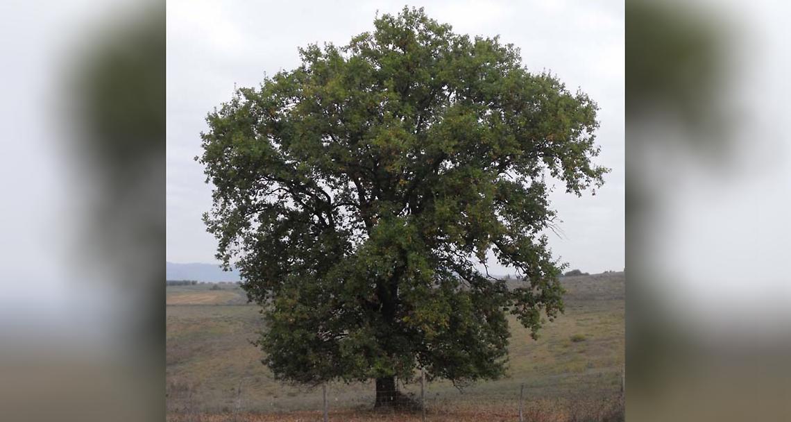 La quercia…