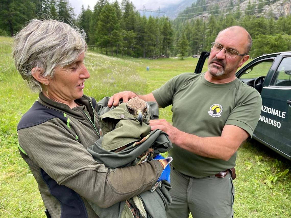 CERESOLE REALE. Aquila ferita salvata dai Guardiaparco