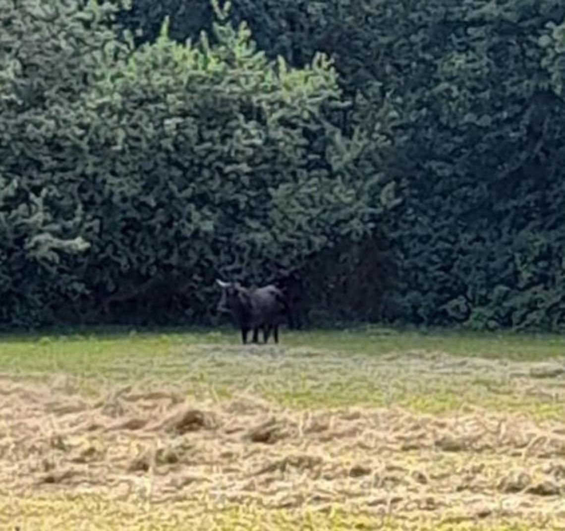 FIANO. Avvistati i tori scappati dal ranch di San Gillio