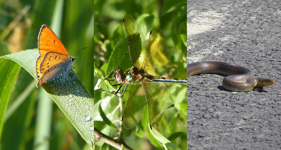 Libellule, cavallette, serpenti, pipistrelli: tutte le nuove (e rare) specie del Parco del Po