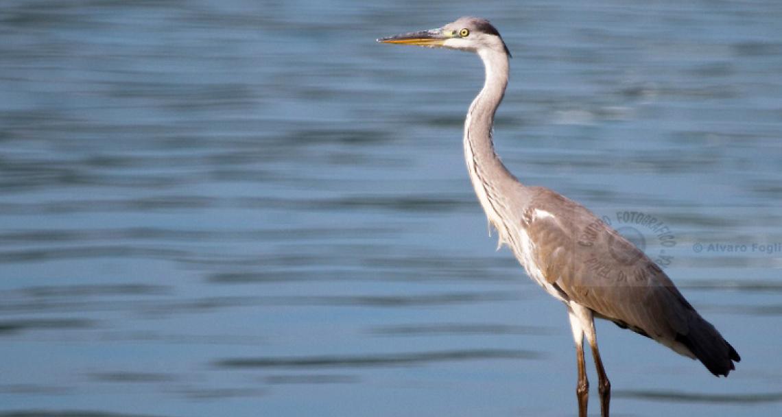 TRINO VERCELLESE. L’Ente Parco del Po: «Non disturbate gli aironi che covano»
