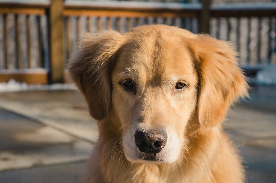 Le 5 razze di cani con più problemi di salute