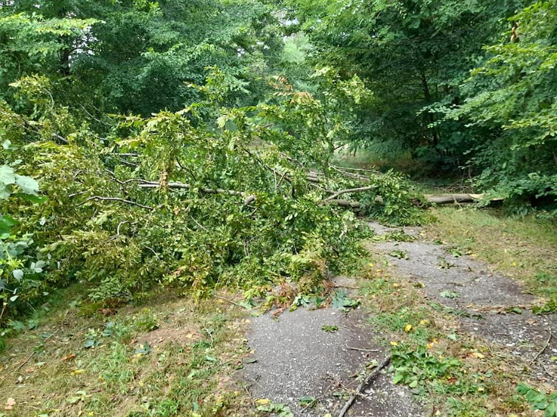 TRINO. La furia del vento ha distrutto le querce secolari del Bosco delle Sorti della Partecipanza