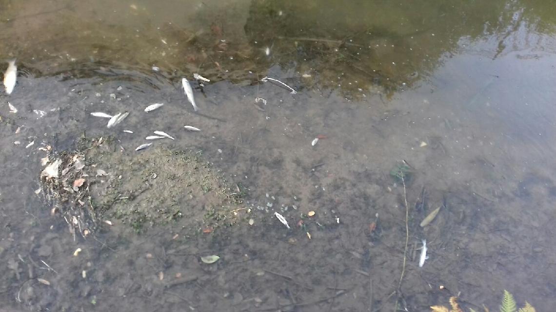 LEINÌ. Moria di pesci nel canale Benna, in corso gli accertamenti dell'Arpa