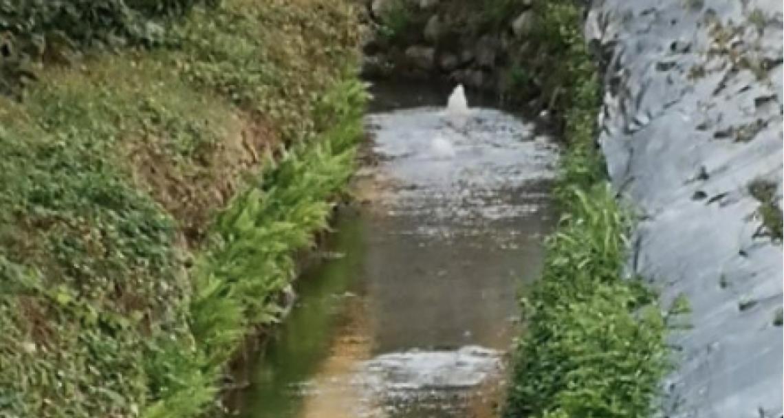 BIANZÈ. Piantumazioni lungo la Fossa