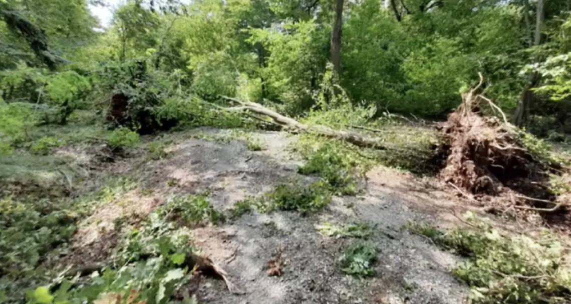 TRINO VERCELLESE. Maltempo: Resta da evitare il Bosco della Partecipanza