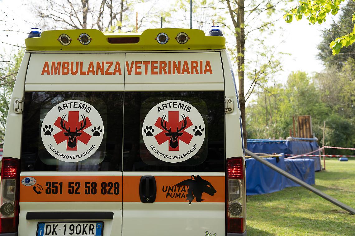 VERCELLI. Nasce il servizio h24 di ambulanza per animali