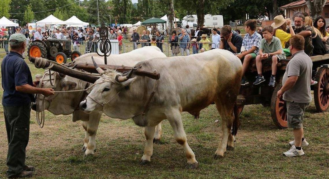 BOSCONERO. Musica, prodotti locali e mostre per la Fiera Agricola