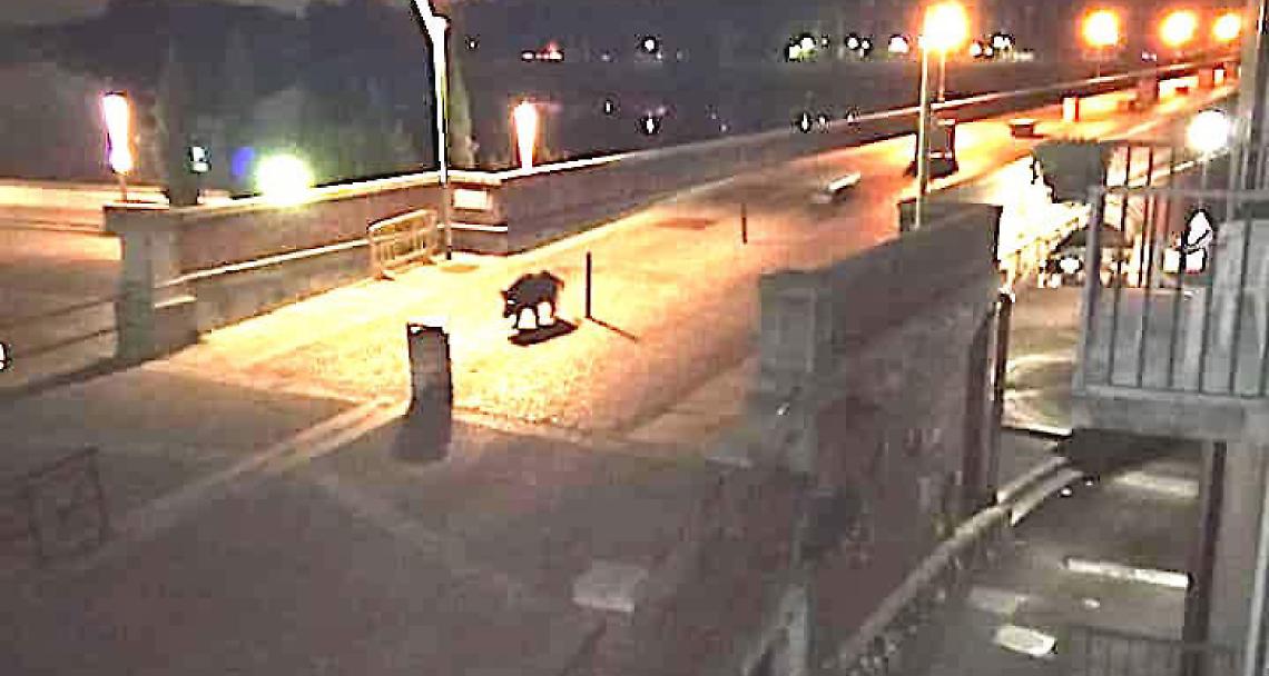 SAN MAURO TORINESE. Un cinghiale a spasso sul ponte
