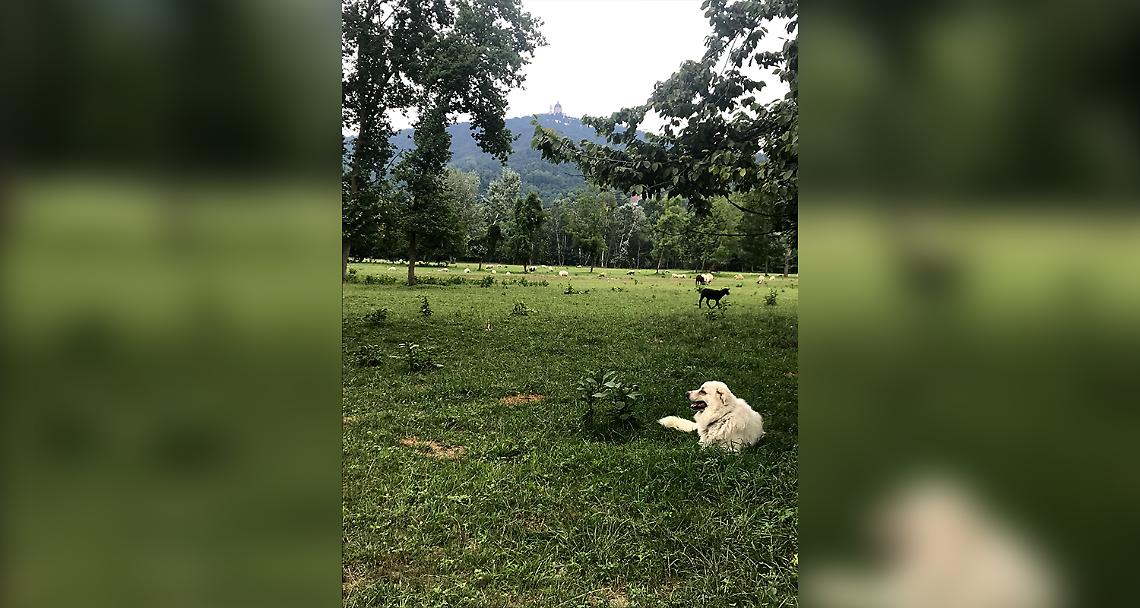 Il ritorno del bestiame in pianura e i cani da guardiania: cosa fare quando li si incontra?