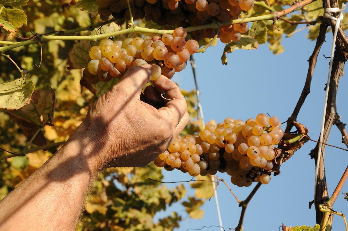 Caluso, da 26 anni tra le grandi città del vino 