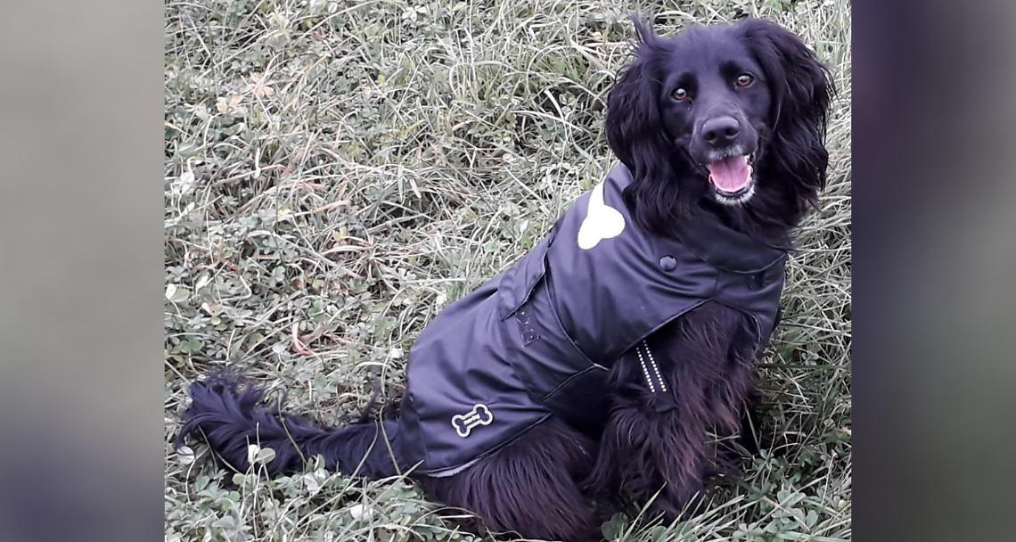 BORGOFRANCO D'IVREA. Cerca di difendere la sua cagnolina e viene aggredito da due pitbull