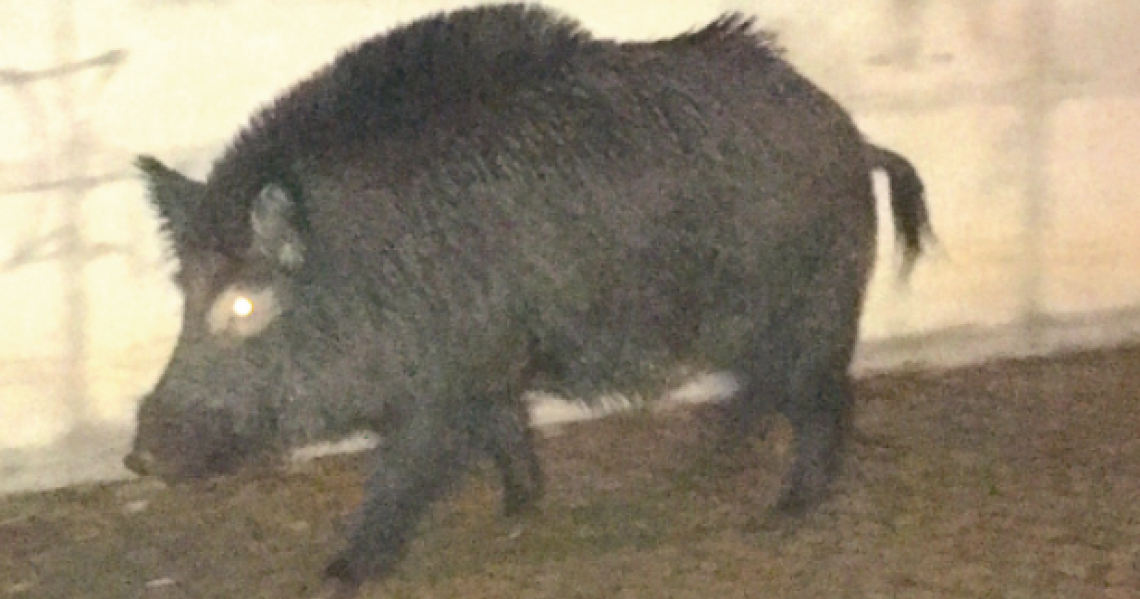 SAN MAURO TORINESE. Un altro cinghiale a spasso vicino al Cinema Gobetti durante il Consiglio Comunale