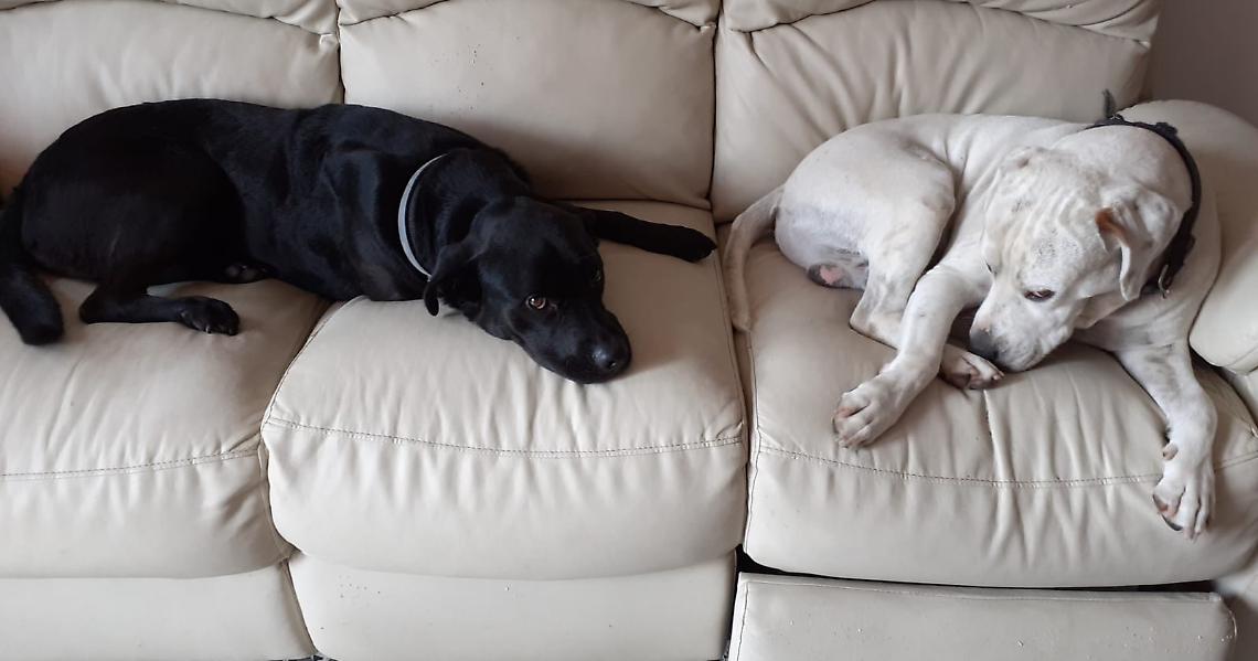 SALUGGIA. "Aiutatemi a trovare i miei cani. Sono malati e hanno bisogno di cure"