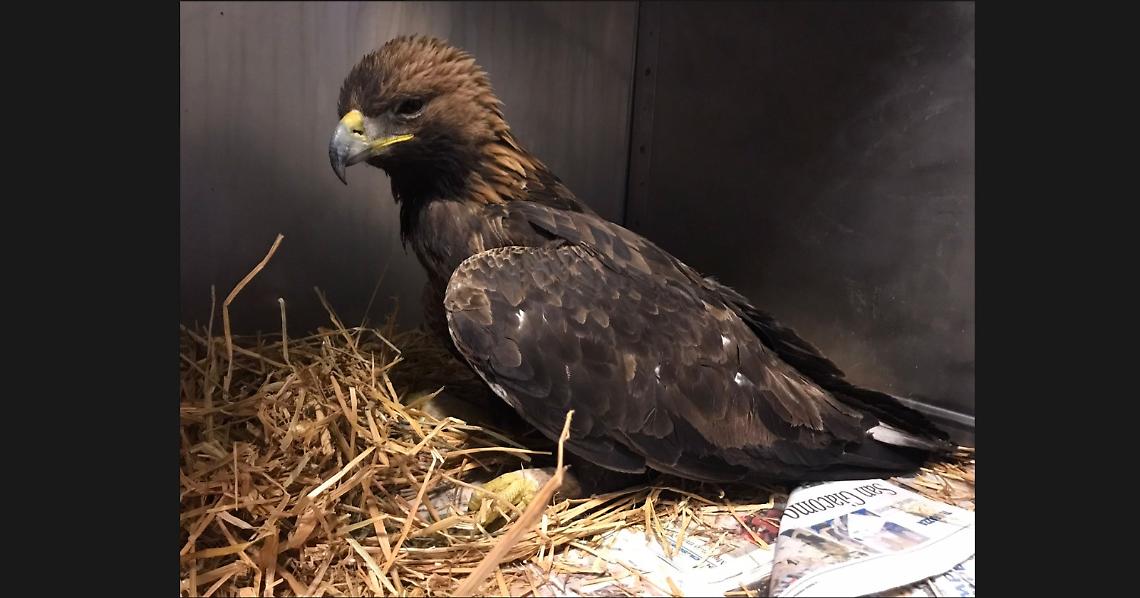 TRAVERSELLA. Salvata un'aquila reale, ora è in cura a Grugliasco
