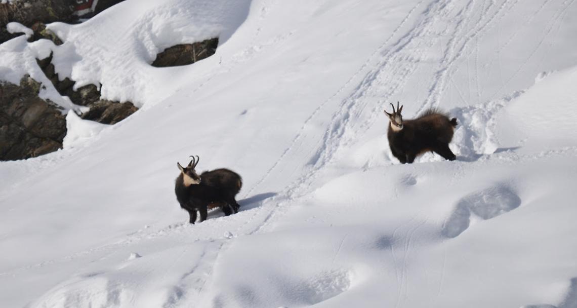 CERESOLE REALE. Meno uno ai cento anni del Parco Nazionale Gran Paradiso