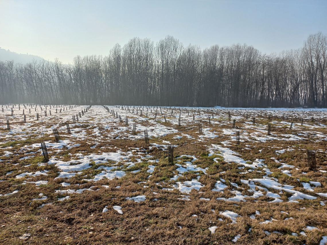 Riforestazione dell'area del Po tra Lauriano e Verolengo: in arrivo una pioggia di euro