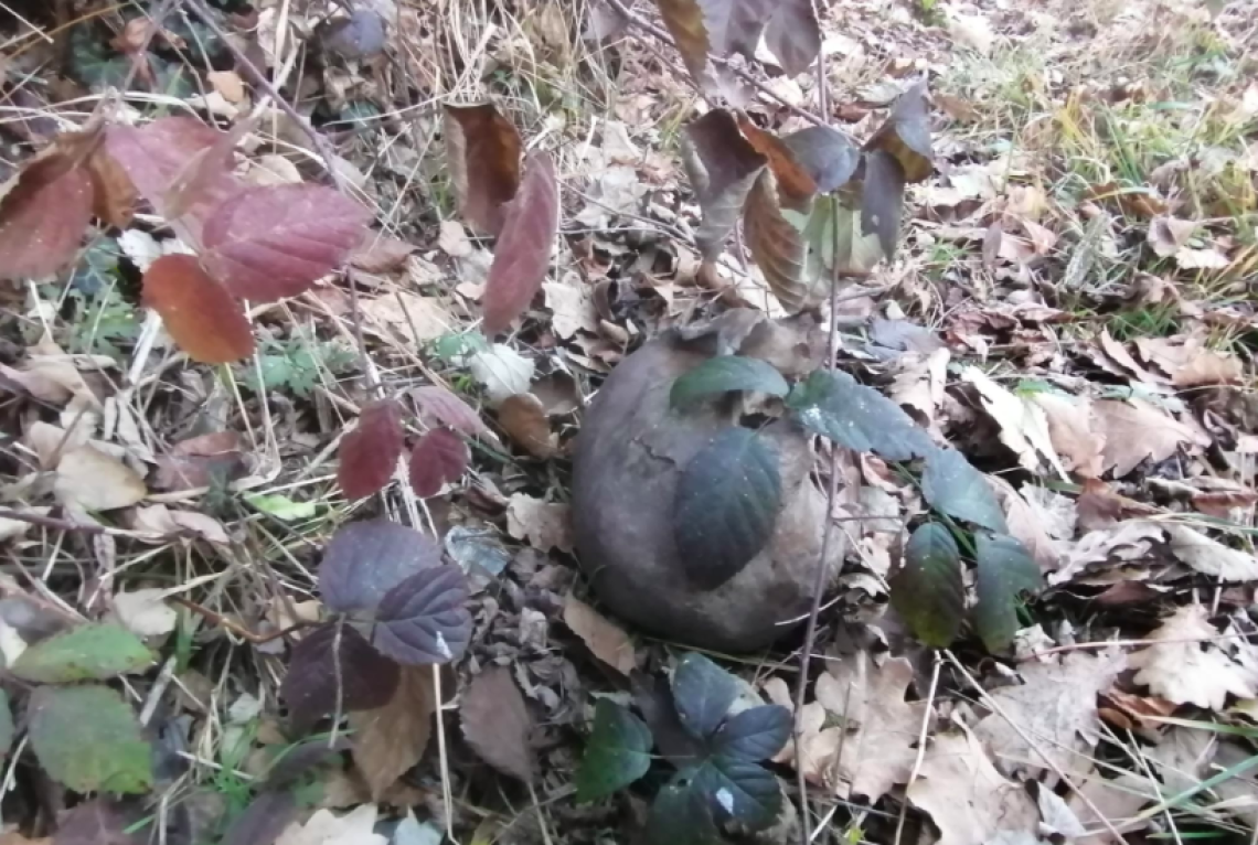 FIANO. Trovato un teschio umano fuori dal muro di cinta della Mandria