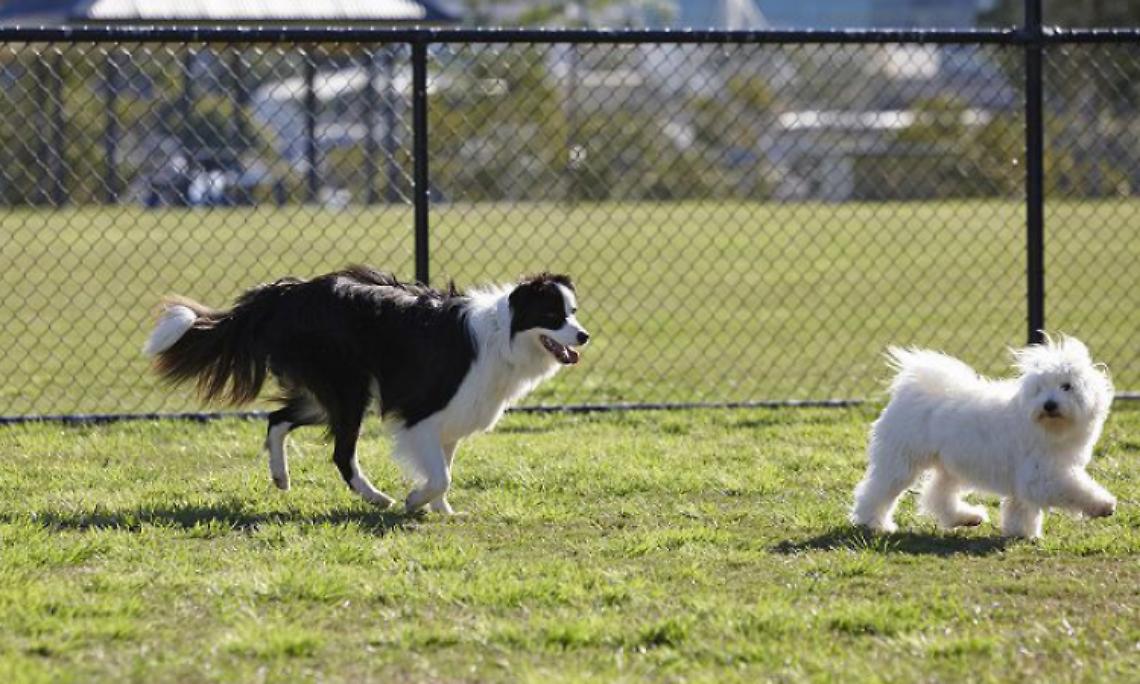 CASTIGLIONE TORINESE. C’è il progetto per la nuova area cani