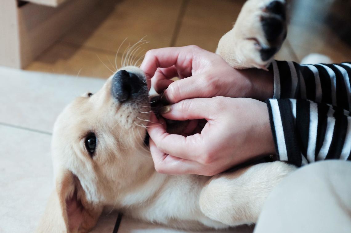 SAN BENIGNO CANAVESE. Il Comune ti paga 260 euro se adotti un cane
