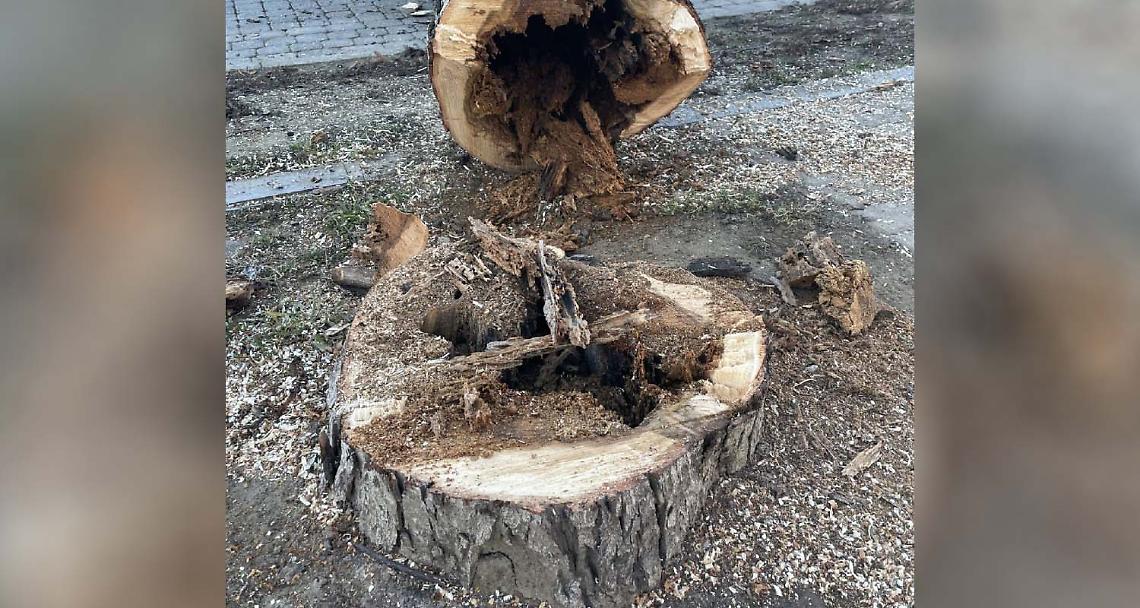 SAN MAURIZIO CANAVESE. L’amministrazione mette in sicurezza le alberate cittadine