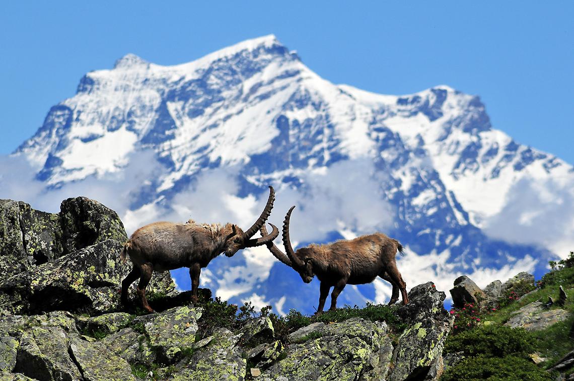 La sede del Parco del Gran Paradiso dove la metto non si sa. Fosse Ivrea?