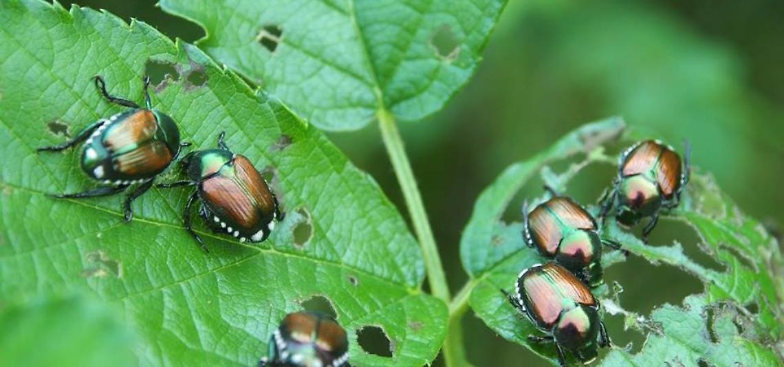 La Popillia japonica invade il Vercellese