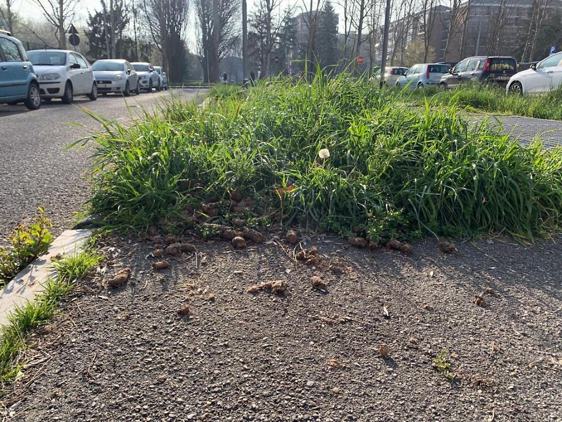 VENARIA. Cacche di cane nei giardini, il Sindaco: “È una vergogna”