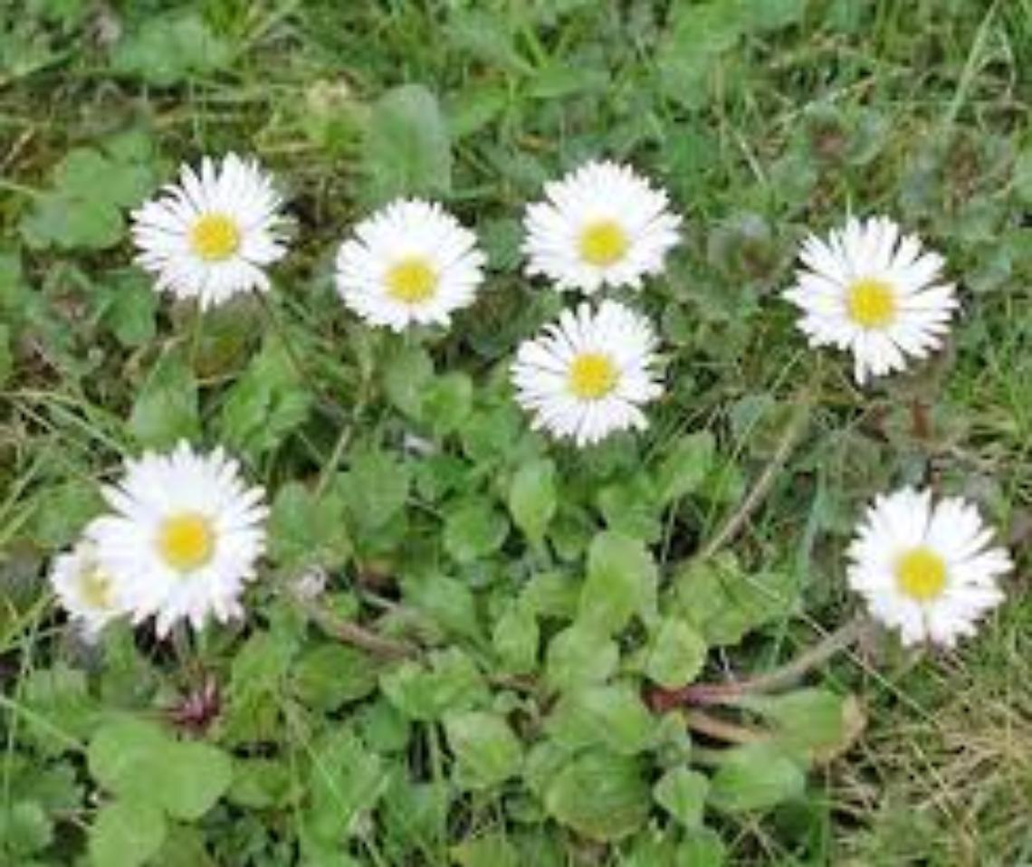 Umile ma graziosa pratolina
