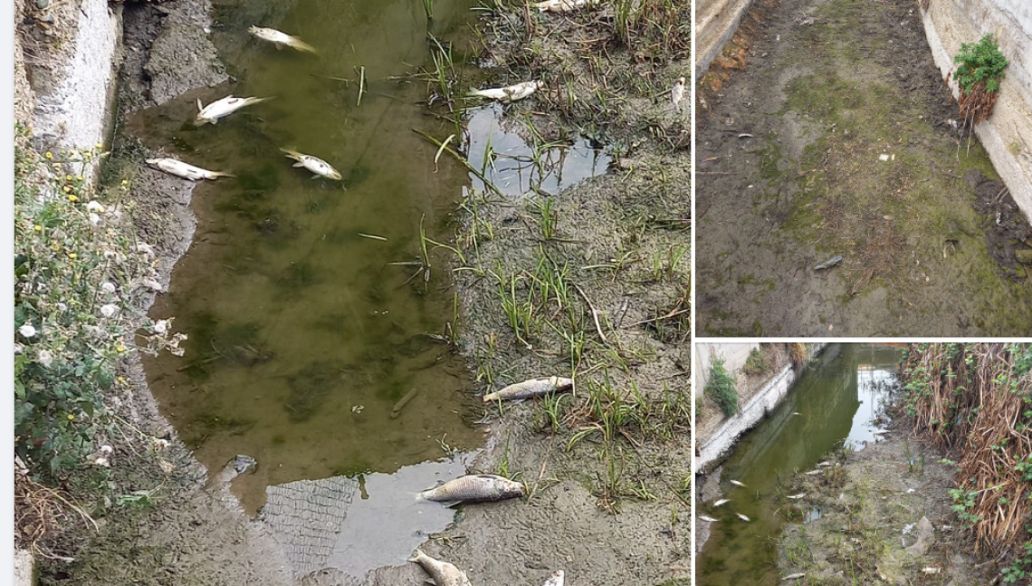 CHIVASSO. Non c'è l'acqua, muoiono i pesci nella roggia San Marco